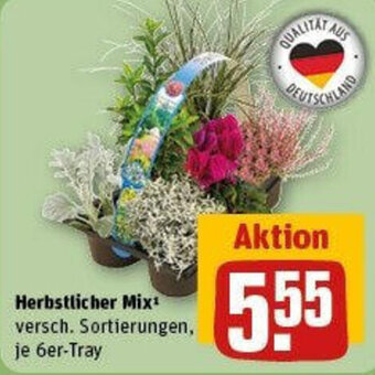 REWE Herbstlicher Mix 6er Tray Angebot