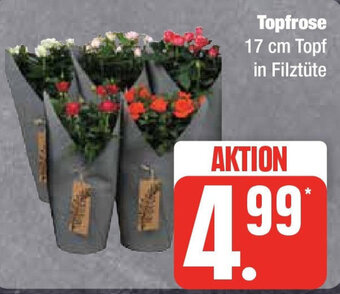 Edeka Topfrose 17 cm Topf Angebot