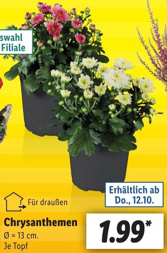 Lidl Chrysanthemen Angebot