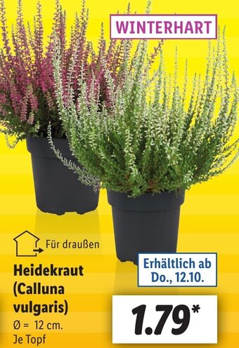 Lidl Heidekraut (Calluna vulgaris) Angebot