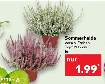 Kaufland SommerheideSommerheide versch. Farben, Topf Ø 12 cm Topf Ø 12 cm Angebot