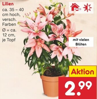 Netto Marken-Discount Lilien Angebot