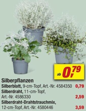 toom Baumarkt Silberpflanzen Angebot
