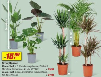 toom Baumarkt Grünpflanzen Angebot