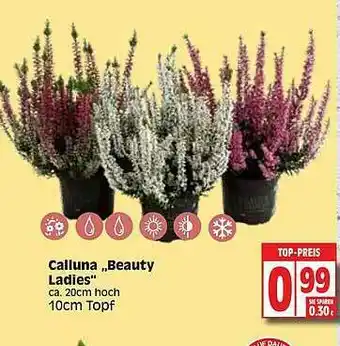 Edeka Calluna „beauty Ladies” Angebot