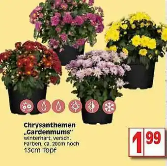 Edeka Chrysanthemen „gardenmums” Angebot