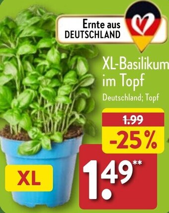 Aldi Nord XL-Basilikum im Topf Angebot