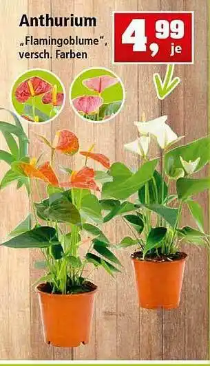 Thomas Philipps Anthurium Flamingoblume Angebot