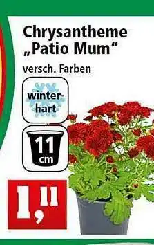 Thomas Philipps Chrysantheme „patio Mum” Angebot