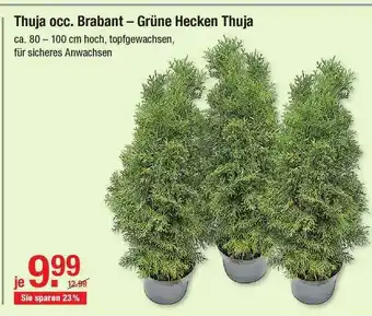 V Baumarkt Thuja Occ. Brabant - Grüne Hecken Thuja Angebot