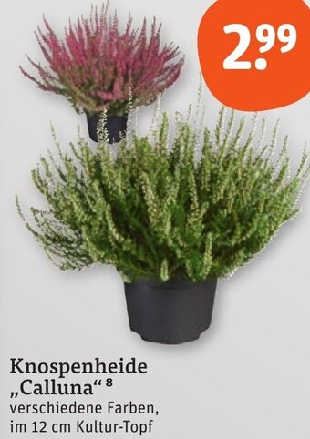 tegut Knospenheide Calluna Angebot