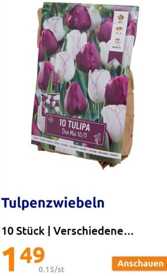 Action Tulpenzwiebeln 10 Stück Angebot