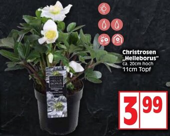 Edeka Christrosen Helleborus 11cm Topf Angebot