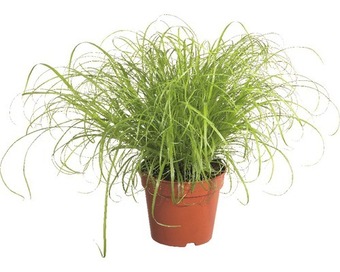 Hornbach 2 x katzengras 'zumula' petsnack floraself cyperus alternifolius 'zumula' h 15-25 cm ø 12 cm topf Angebot