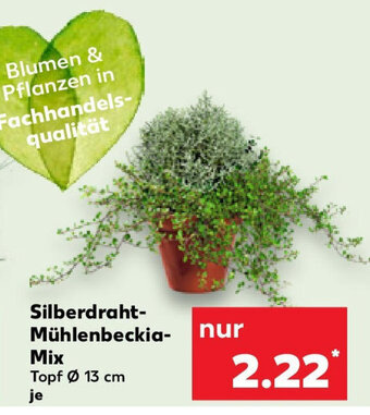 Kaufland Silberdraht-Mühlenbeckia-Mix Topf Ø 13 cm Angebot