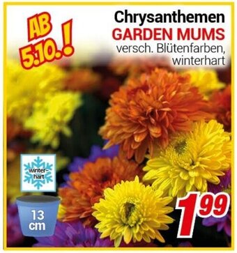 CENTERSHOP Chrysanthemen GARDEN MUMS Angebot