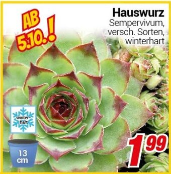 CENTERSHOP Hauswurz Angebot