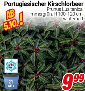 CENTERSHOP Portugiesischer Kirschlorbeer Angebot