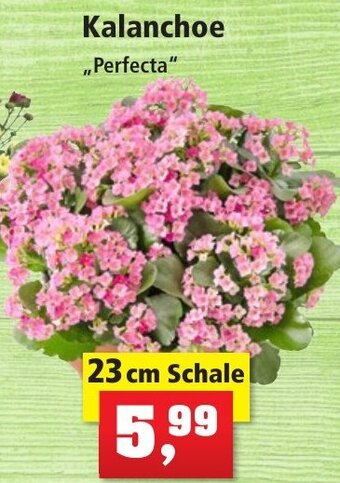 Thomas Philipps Kalanchoe Perfecta 23 cm Schale Angebot