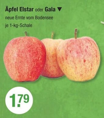 V Markt Äpfel Elstar oder Gala 1kg Angebot