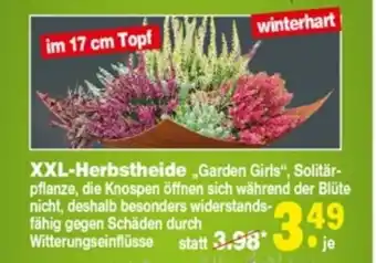 Repo Markt XXL Herbstheide Garden Girls Angebot