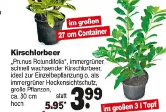 Repo Markt Kirschlorbeer Angebot