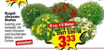 Repo Markt Kugelchrysantheme Angebot