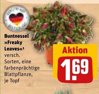 REWE Buntnessel Freaky Leaves Angebot