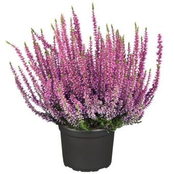 toom Baumarkt Knospenheide gardengirls Angebot