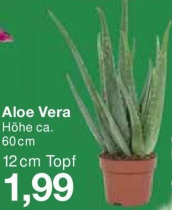 Jawoll Aloe Vera 12 cm Topf Angebot