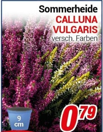 CENTERSHOP Sommerheide CALLUNA VULGARIS Angebot