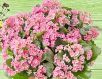 Thomas Philipps Kalanchoe perfecta Angebot