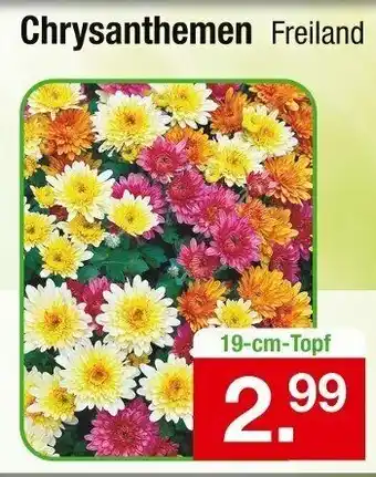 Zimmermann Chrysanthemen Freiland Angebot