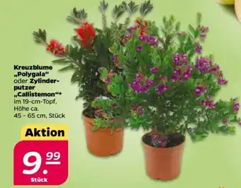 NETTO Kreuzblume ,,Polygala" oder Zylinderputzer ,,Callistemon" Angebot