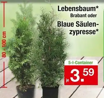 Zimmermann Lebensbaum Brabant oder Blaue Säulenzypresse Angebot