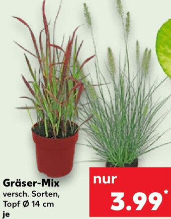 Kaufland Gräser-Mix Angebot