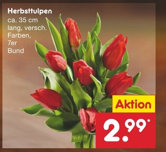 Netto Marken-Discount Herbsttulpen 7er Bund Angebot