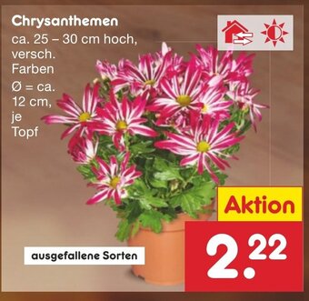 Netto Marken-Discount Chrysanthemen ca. 25 - 30 cm hoch, Angebot