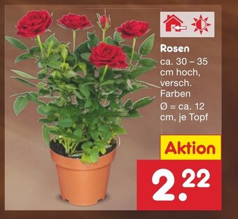 Netto Marken-Discount Rosen ca. 30 - 35 cm hoch, versch. Farben Angebot