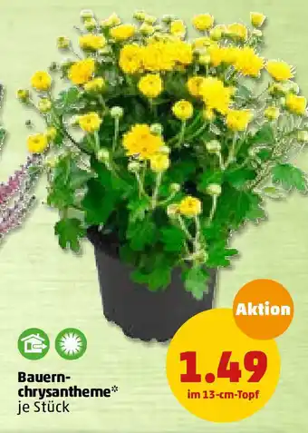 PENNY Bauern- chrysantheme 13 cm Angebot