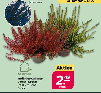 NETTO Gefarbte Calluna 11 cm Topf Angebot