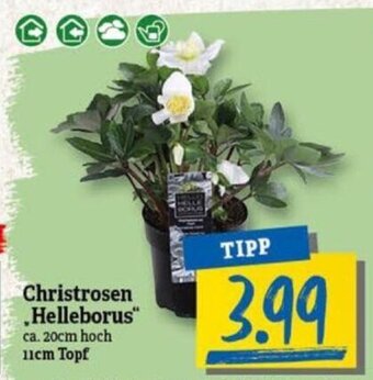 NP Discount Christrosen "Helleborus" Angebot