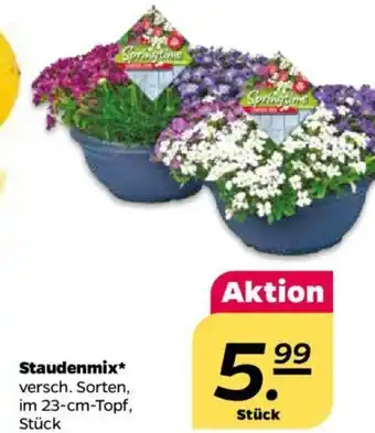 NETTO Staudenmix Angebot