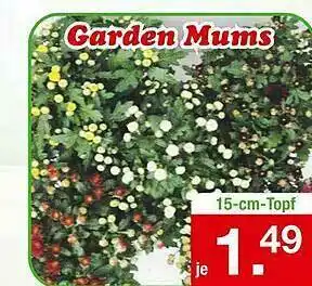 Zimmermann Garden Mums Angebot