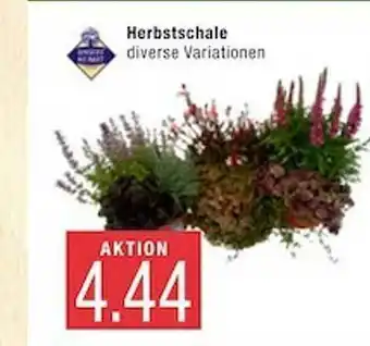 Marktkauf Unsere Heimat Herbstschale Angebot