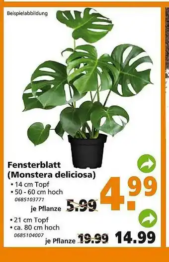 Globus Baumarkt Fensterblatt Monstera Deliciosa Angebot