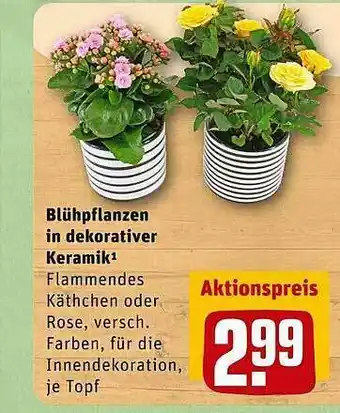 REWE Blühpflanzen In Dekorativer Keramik Angebot