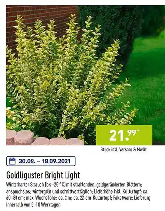 Aldi Nord Goldliguster Bright Light Angebot