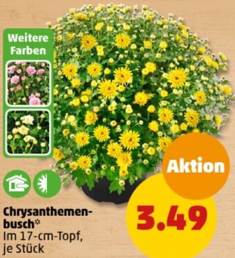 PENNY Chrysanthemenbusch Angebot