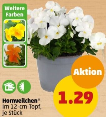 PENNY Hornveilchen Angebot